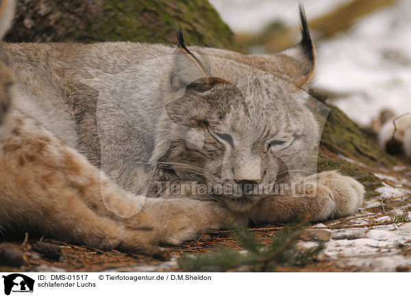 schlafender Luchs / sleeping lynx / DMS-01517