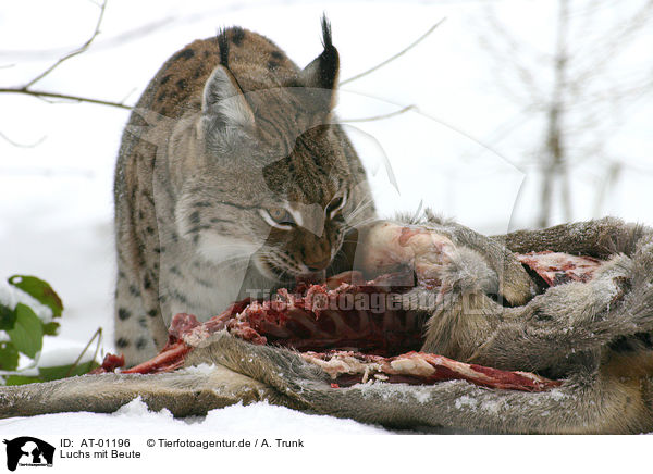 Luchs mit Beute / lynx with prery / AT-01196