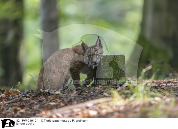 junger Luchs / young Lynx / PW-01610