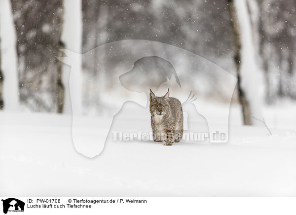 Luchs luft duch Tiefschnee / Lynx walks through deep snow / PW-01708