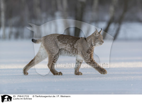 Luchs im Schnee / Lynx in the snow / PW-01722