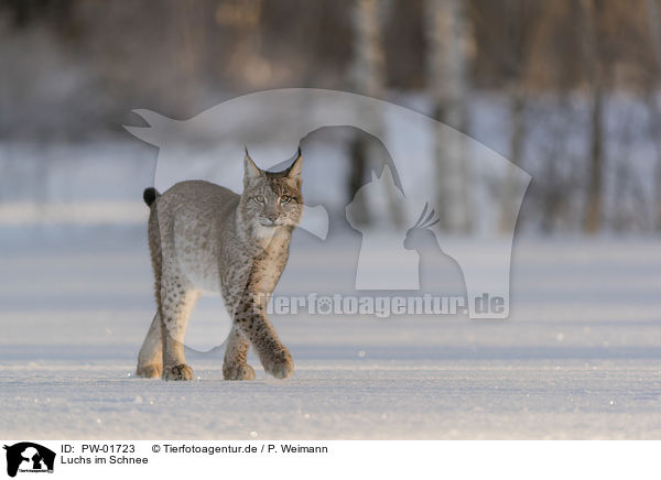 Luchs im Schnee / Lynx in the snow / PW-01723