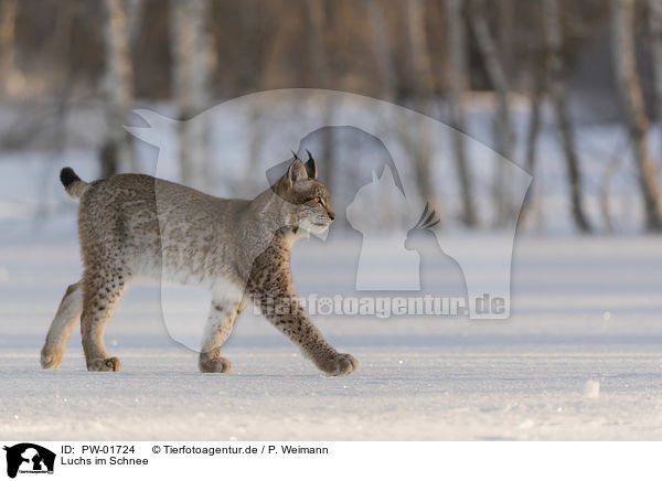 Luchs im Schnee / Lynx in the snow / PW-01724