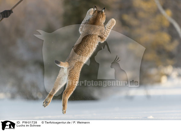 Luchs im Schnee / Lynx in the snow / PW-01728