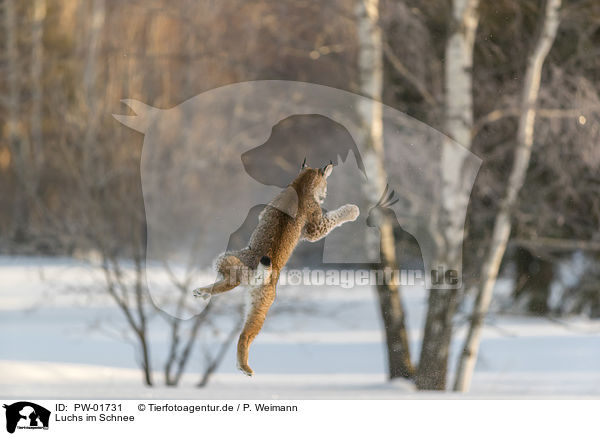 Luchs im Schnee / Lynx in the snow / PW-01731