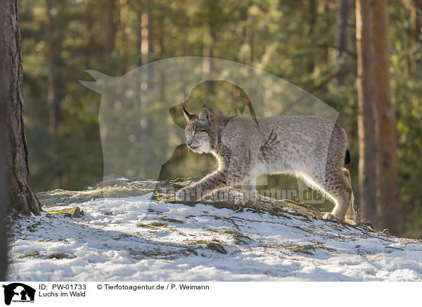 Luchs im Wald / Lynx in the forest / PW-01733