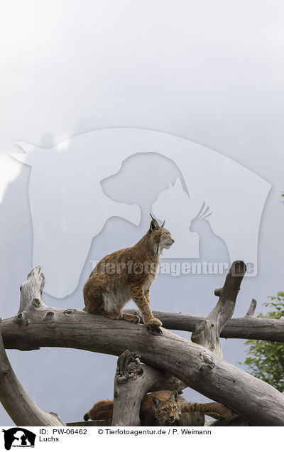 Luchs / lynx / PW-06462