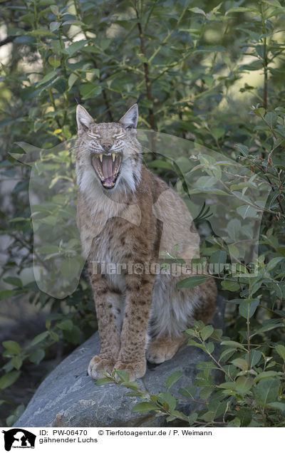 ghnender Luchs / yawning lynx / PW-06470