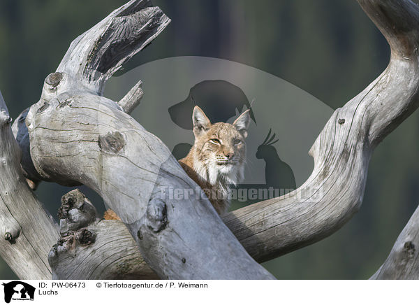 Luchs / lynx / PW-06473