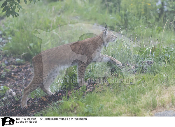 Luchs im Nebel / Lynx in the fog / PW-06490