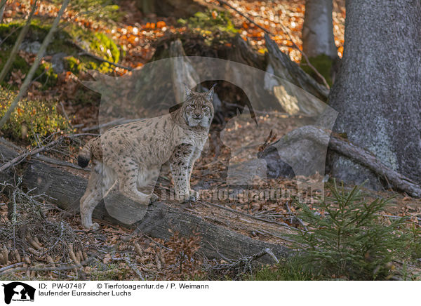 laufender Eurasischer Luchs / walking Eurasian Lynx / PW-07487