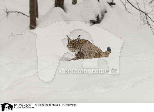Luchs im Schnee / Lynx in the snow / PW-08297