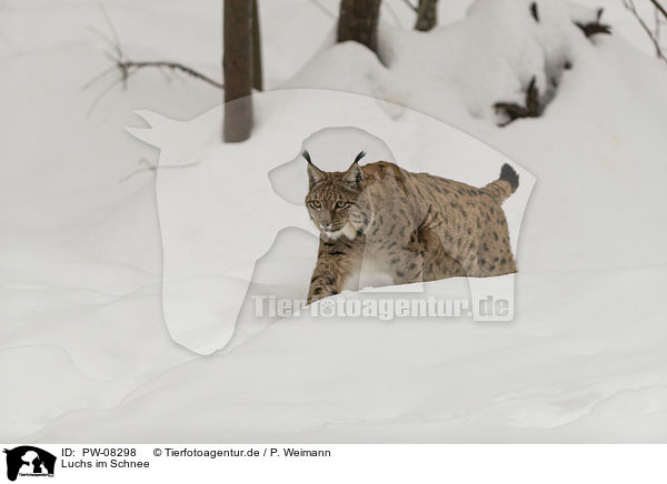 Luchs im Schnee / Lynx in the snow / PW-08298