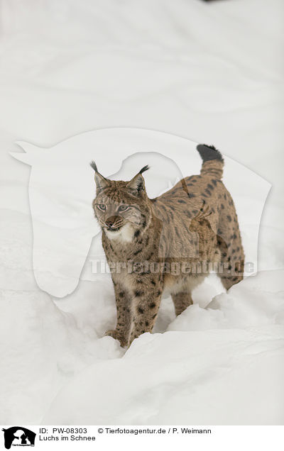 Luchs im Schnee / Lynx in the snow / PW-08303