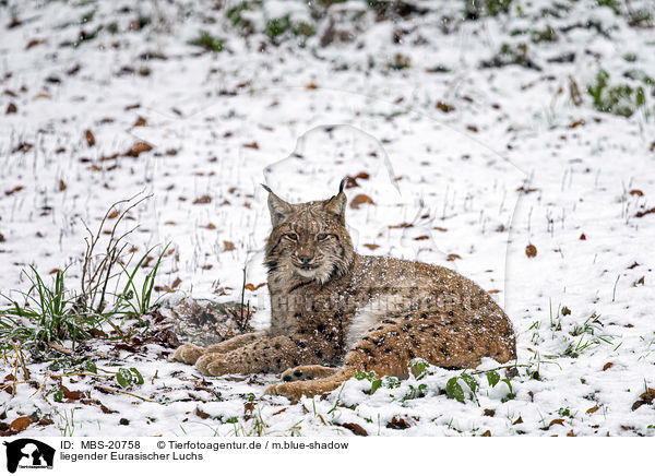 liegender Eurasischer Luchs / lying Eurasian Lynx / MBS-20758
