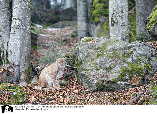 sitzender Eurasischer Luchs / sitting Eurasian Lynx / MBS-20775