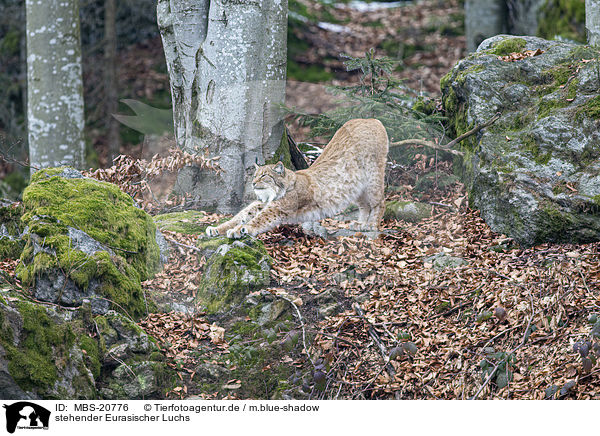 stehender Eurasischer Luchs / standing Eurasian Lynx / MBS-20776