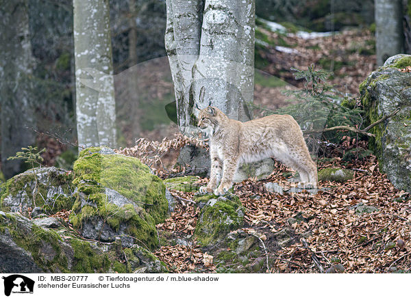 stehender Eurasischer Luchs / standing Eurasian Lynx / MBS-20777