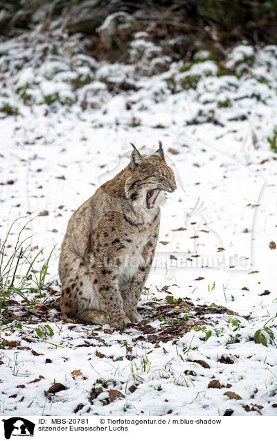 sitzender Eurasischer Luchs / sitting Eurasian Lynx / MBS-20781