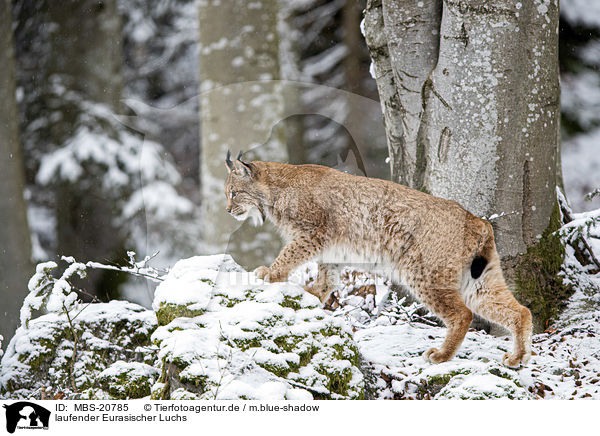 laufender Eurasischer Luchs / walking Eurasian Lynx / MBS-20785