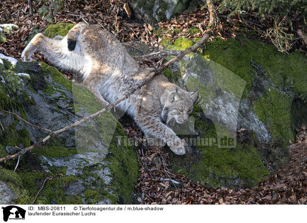 laufender Eurasischer Luchs / walking Eurasian Lynx / MBS-20811
