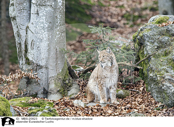 sitzender Eurasischer Luchs / sitting Eurasian Lynx / MBS-20823