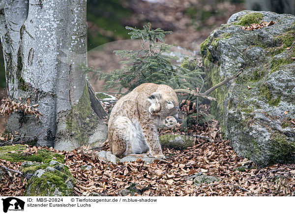 sitzender Eurasischer Luchs / sitting Eurasian Lynx / MBS-20824