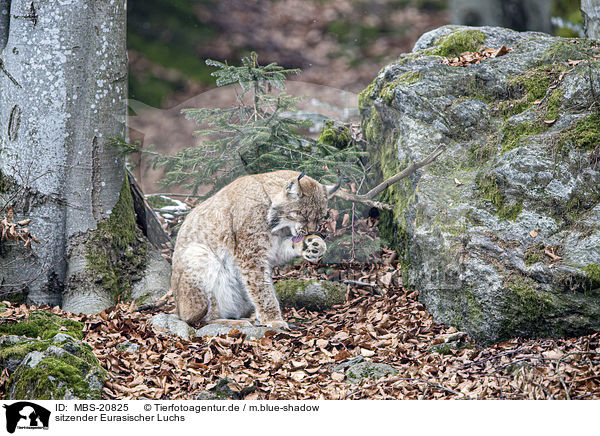 sitzender Eurasischer Luchs / sitting Eurasian Lynx / MBS-20825