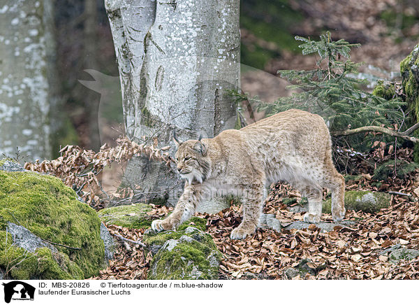laufender Eurasischer Luchs / walking Eurasian Lynx / MBS-20826