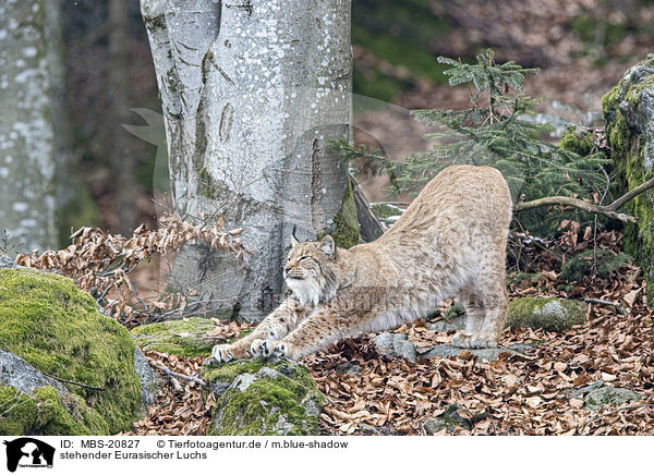 stehender Eurasischer Luchs / standing Eurasian Lynx / MBS-20827