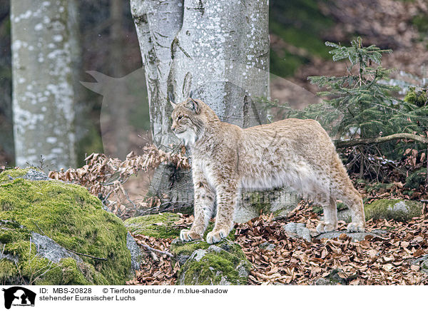 stehender Eurasischer Luchs / standing Eurasian Lynx / MBS-20828