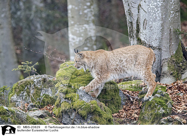 laufender Eurasischer Luchs / walking Eurasian Lynx / MBS-20829