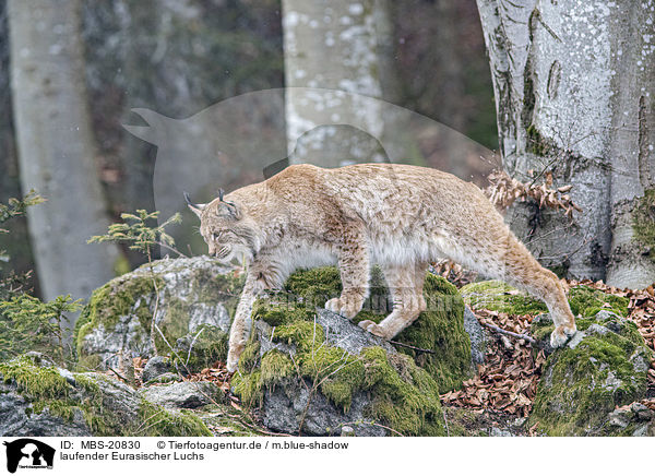 laufender Eurasischer Luchs / walking Eurasian Lynx / MBS-20830
