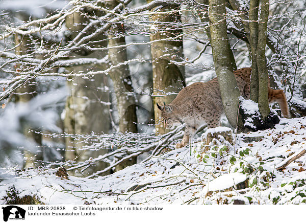 laufender Eurasischer Luchs / walking Eurasian Lynx / MBS-20838