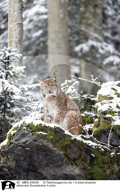 sitzender Eurasischer Luchs / sitting Eurasian Lynx / MBS-20839