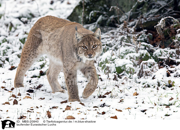 laufender Eurasischer Luchs / walking Eurasian Lynx / MBS-20840