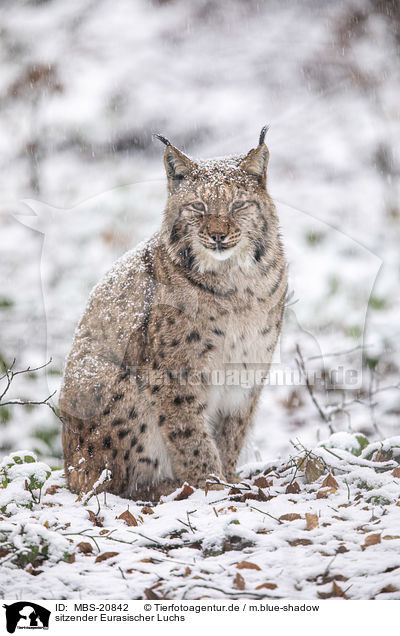 sitzender Eurasischer Luchs / sitting Eurasian Lynx / MBS-20842