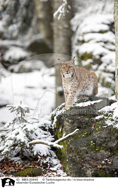 sitzender Eurasischer Luchs / sitting Eurasian Lynx / MBS-20848