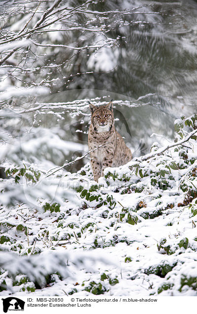 sitzender Eurasischer Luchs / sitting Eurasian Lynx / MBS-20850
