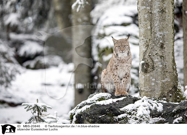 sitzender Eurasischer Luchs / sitting Eurasian Lynx / MBS-20846