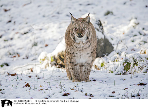 laufender Eurasischer Luchs / walking Eurasian Lynx / MBS-20854