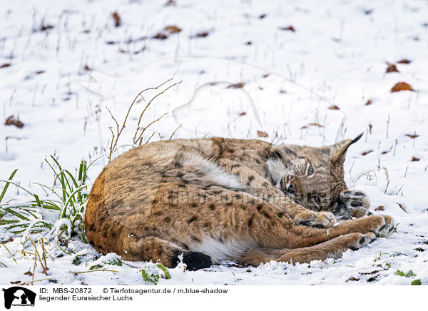 liegender Eurasischer Luchs / lying Eurasian Lynx / MBS-20872