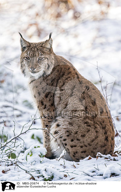 sitzender Eurasischer Luchs / sitting Eurasian Lynx / MBS-20874
