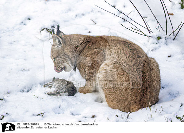 sitzender Eurasischer Luchs / sitting Eurasian Lynx / MBS-20884