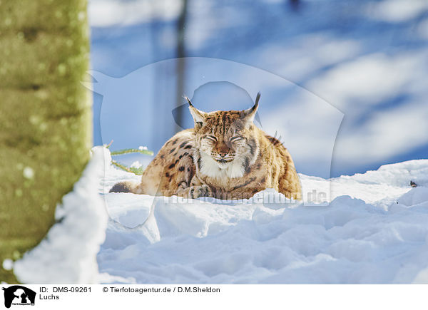 Luchs / Lynx / DMS-09261