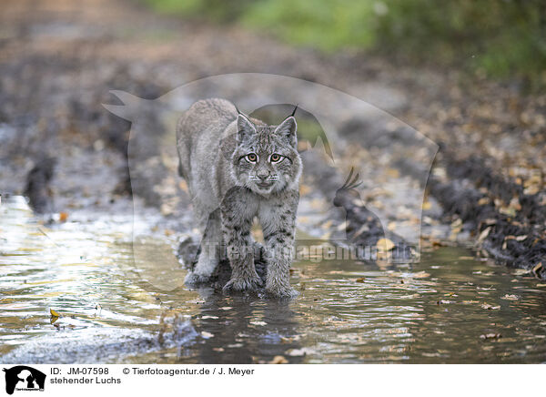 stehender Luchs / standing Lynx / JM-07598