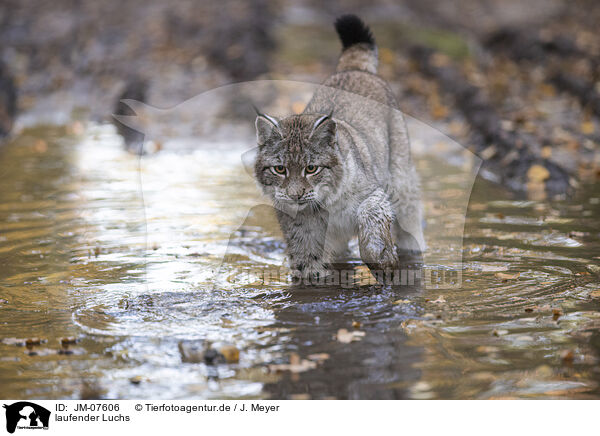 laufender Luchs / lying Lynx / JM-07606