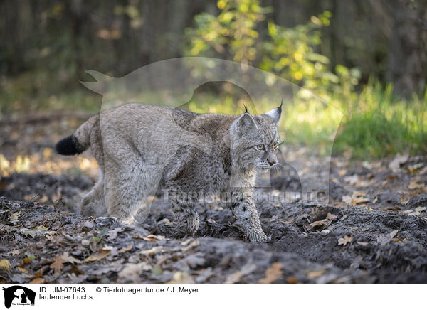 laufender Luchs / walking Lnyx / JM-07643