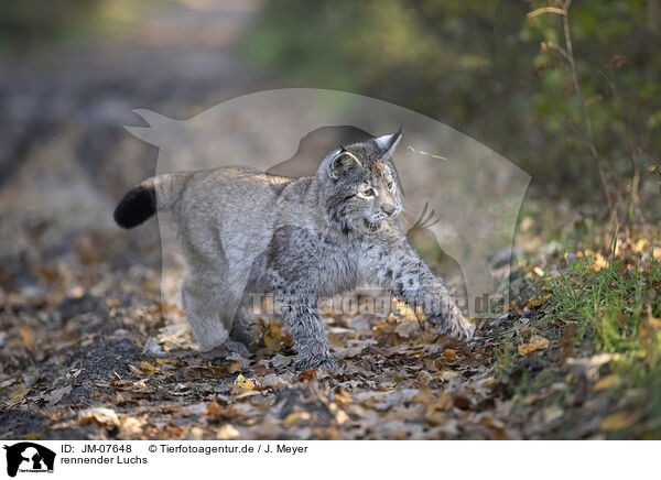 rennender Luchs / running Lynx / JM-07648