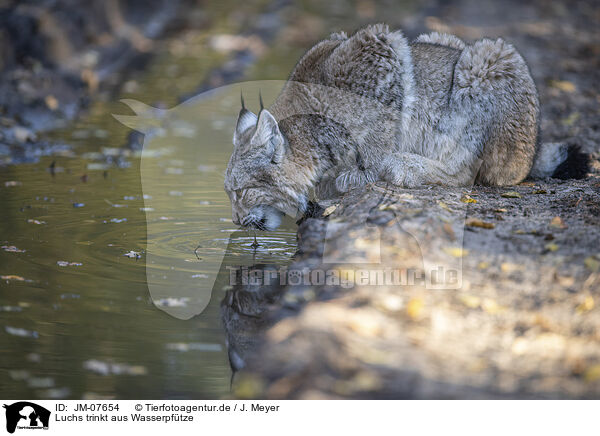 Luchs trinkt aus Wasserpftze / Lynx drinking from water puddle / JM-07654